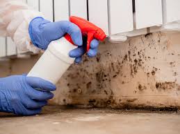 Mold Documentation for Insurance Claims